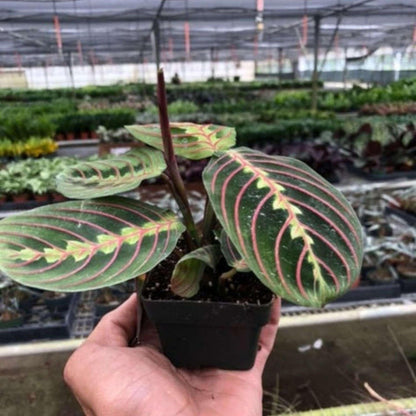 Maranta Red Prayer Live Plant for Indoor | Different Houseplants in 3'' Pot | Real House Plant for Living Room, Office, Desk & Bathroom | Prayer Plant