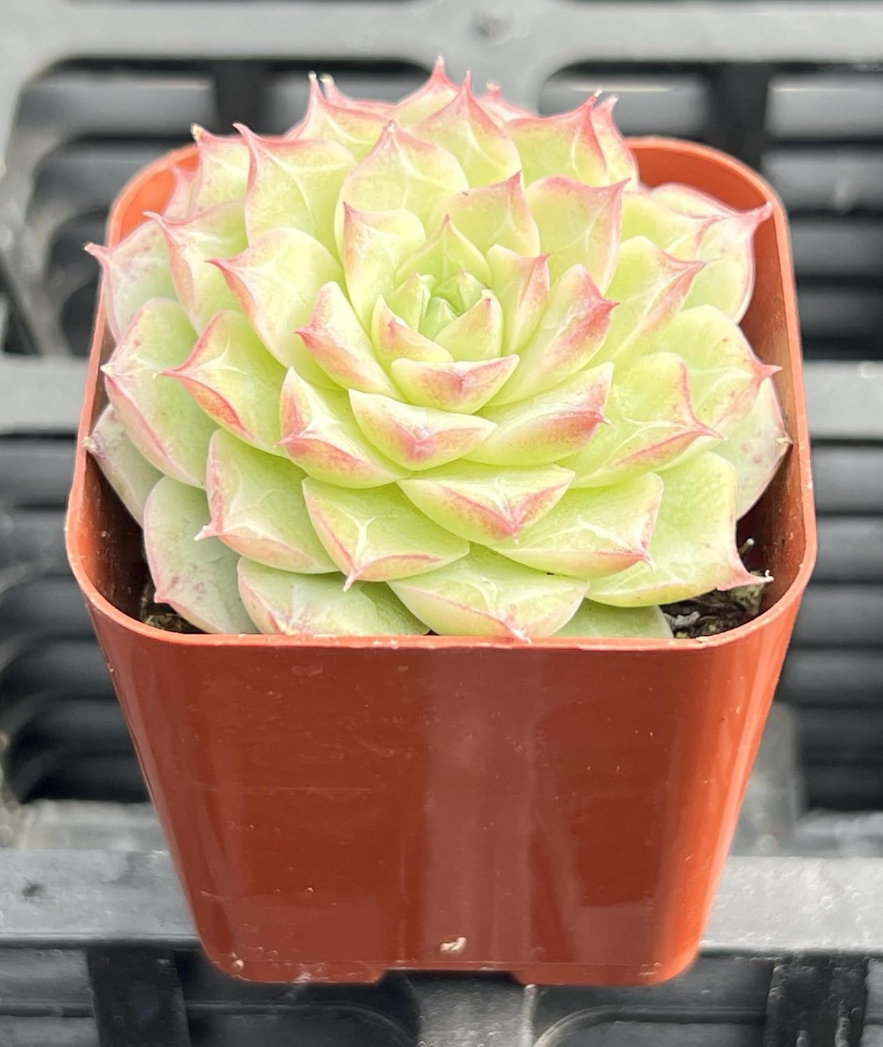 Sprout N Green Echeveria Red Line Queen, Rare Live Succulent Plant Fully Rooted in 2" Planter with Soil, Home Office Indoor Outdoor Wedding Decoration DIY Projects Party Favor