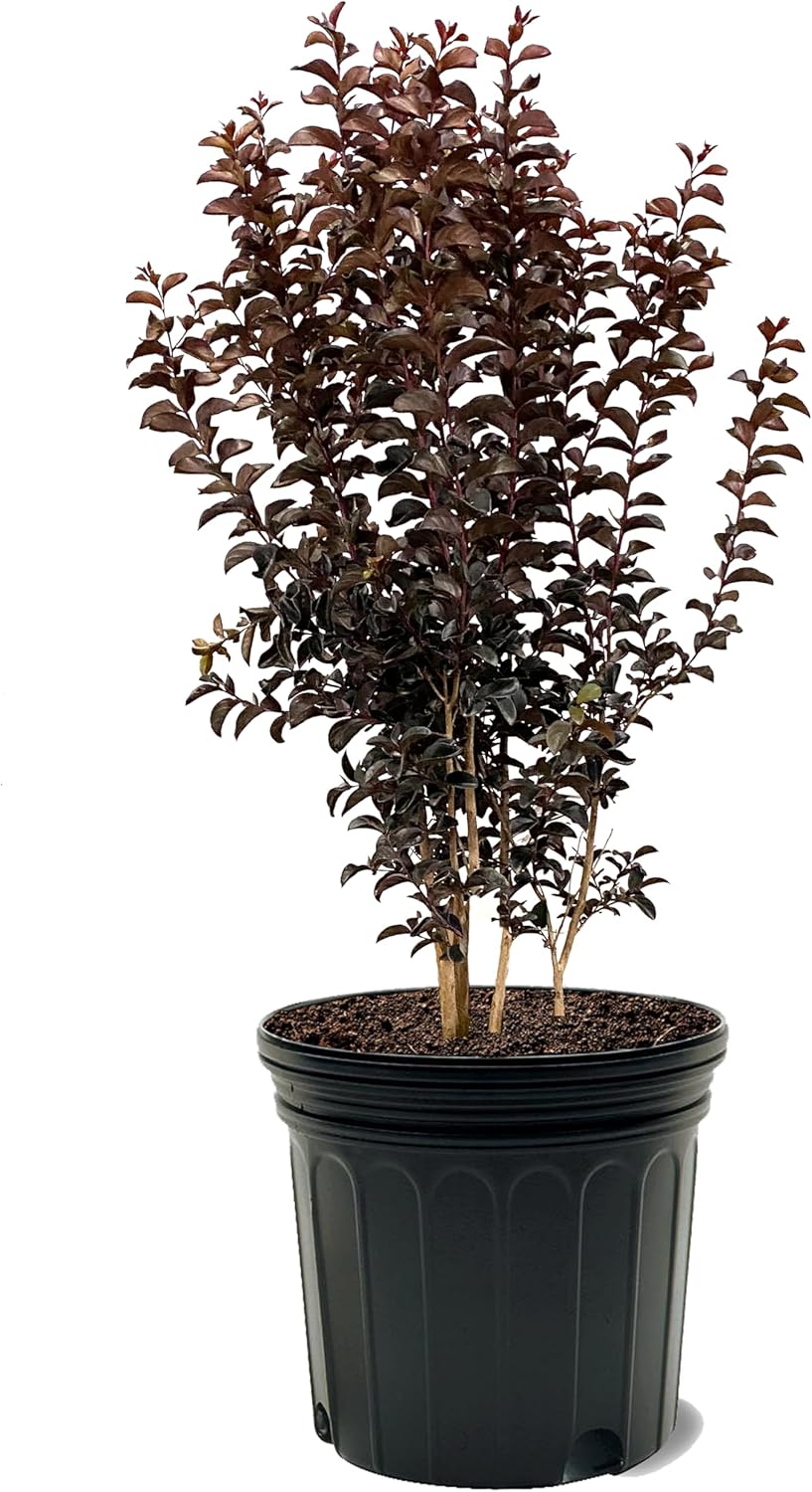 American Plant Exchange Black Diamond Purely Purple Crape Myrtle Tree Live, 7-Gallon Pot, 2-3ft Tall, Vibrant Purple Flowers, Drought-Tolerant, Large Outdoor Landscape Accent, Year-Round Beauty