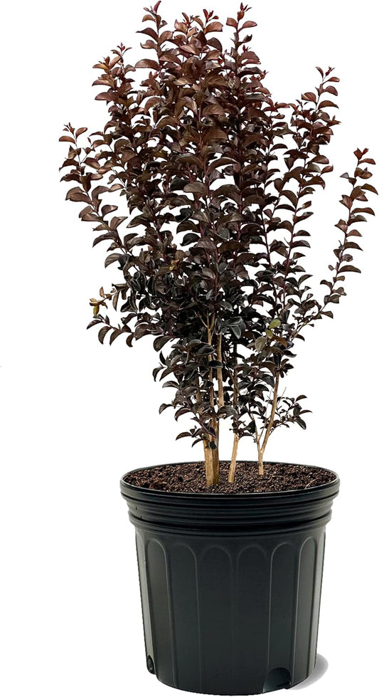 American Plant Exchange Black Diamond Purely Purple Crape Myrtle Tree Live, 7-Gallon Pot, 2-3ft Tall, Vibrant Purple Flowers, Drought-Tolerant, Large Outdoor Landscape Accent, Year-Round Beauty