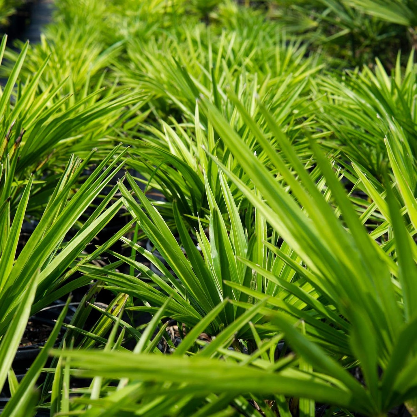 Windmill Palm 1 Gallon