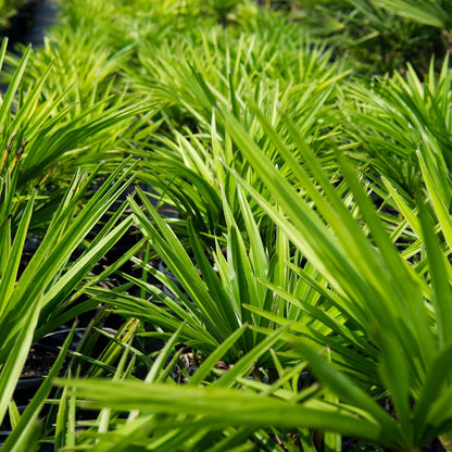 Windmill Palm 1 Gallon