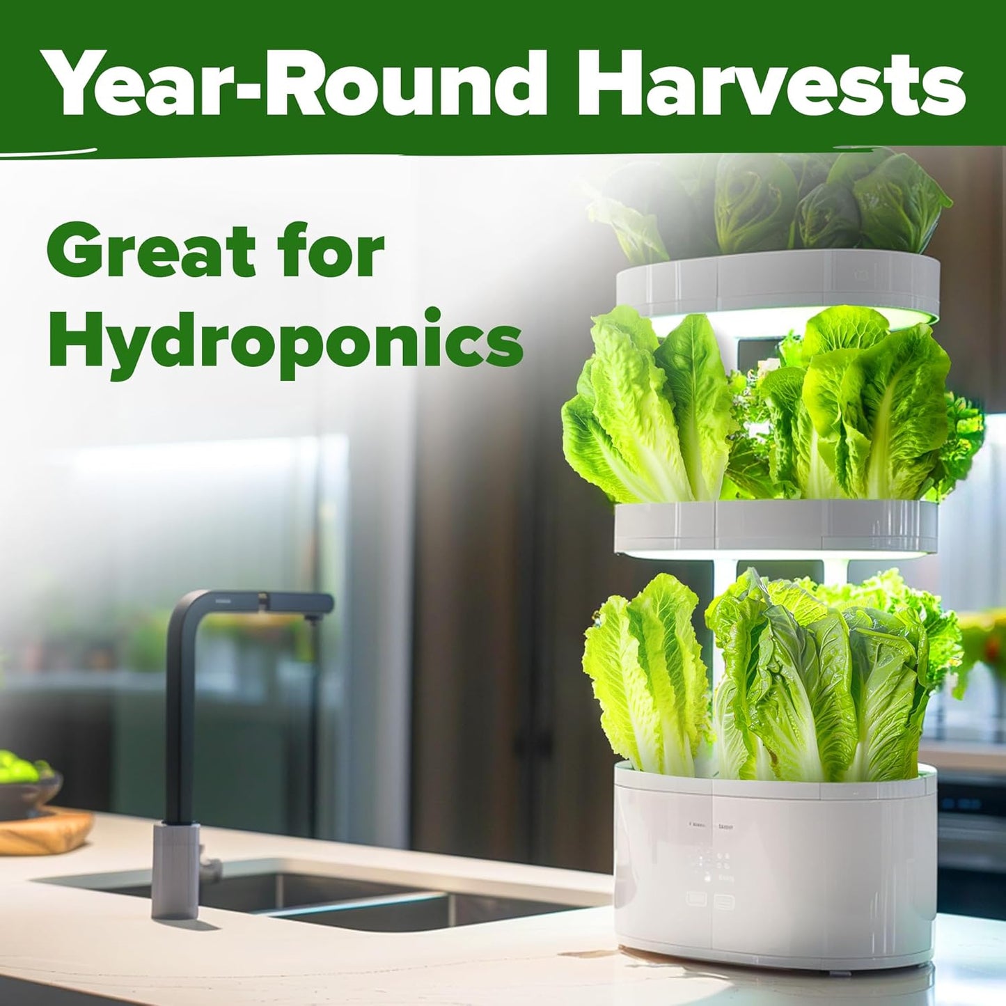 HOME GROWN Romaine Lettuce Seeds, Paris Island Bulk Pack, 7000+ Lettuce Seeds for Planting, High Germination Heirloom 𝗡𝗢𝗡-𝗚𝗠𝗢 𝗨𝗦𝗔 Vegetable Seeds,Works Indoor in Hydroponic Garden and Outdoor