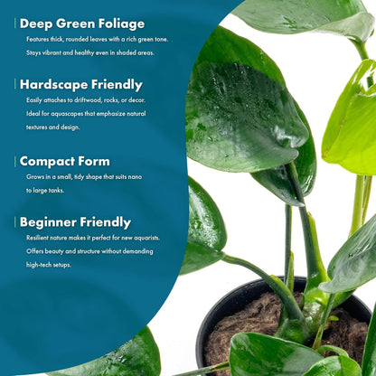 SubstrateSource Anubias Live Aquarium Plants - Anubias Nana Tropica (Anubias barteri Nana) - Low Light Epiphytic Rhizome for Foreground to Midground Freshwater Aquascapes, Dark Green Accent - Pot