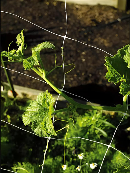 Trellis Netting, Aaamazing Netting, Scrog Net, Trellis Net, 6.5ft x 4920ft Roll, for Climbing Plants, Cut Flower Support, Garden, Grow Pea, Bean, Grape Vine, Mesh, Heavy Duty, 6x6 Inch Squares
