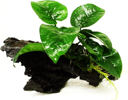 Greenpro (Anubias Barteri Butterfly) Anubias, Java Fern, Moss and More! Freshwater Live Aquarium Plants on Driftwood for Aquatic Tropical Fish Tank Decorations - Easy to Drop