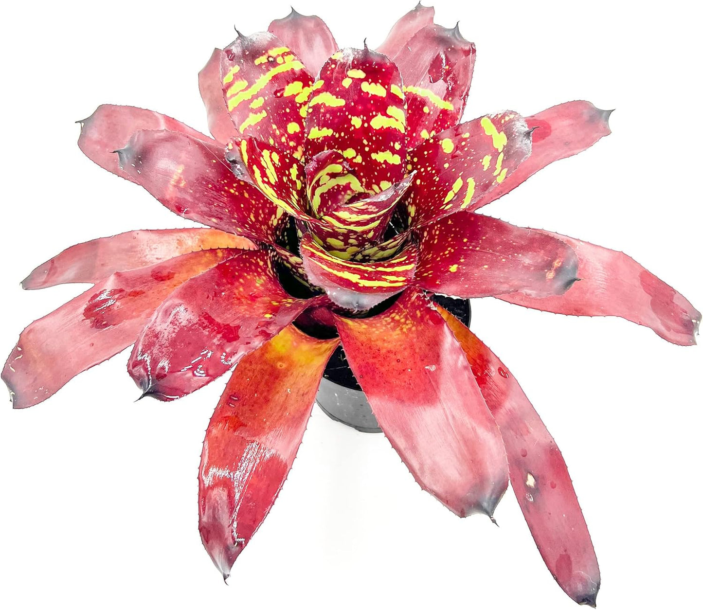 ragnaroc Live Plants - Bromeliad Neoregelia 'Green Eye', 16" Wide and 12" Tall in 6" Pot - 1ct - Live Arrival Guaranteed - House Plants for Home Decor & Gift