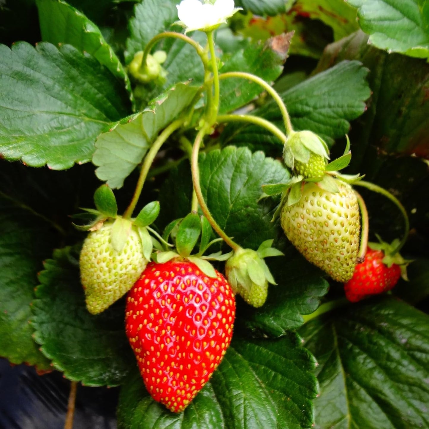 Everbearing Strawberry Plants - Harvest Strawberries Two to Three Times Per Year! Bare Root Everbearing Strawberry Plants from Hand Picked Nursery (15)