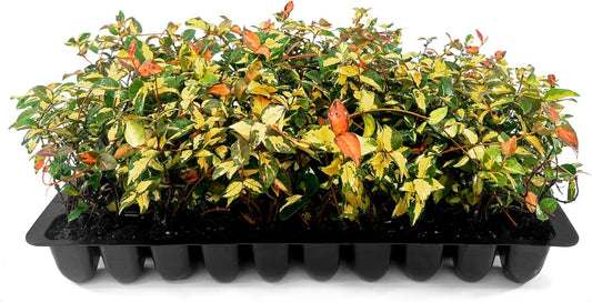 Jasmine Summer Sunset - 30 Live Plants - Trachelospermum Asiaticum - Colorful Groundcover Vine