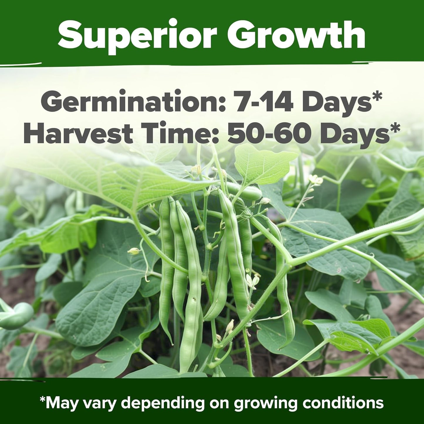 HOME GROWN Contender Bush Seeds - 56 𝗡𝗢𝗡-𝗚𝗠𝗢 𝗨𝗦𝗔-𝗦𝗢𝗨𝗥𝗖𝗘𝗗, Heirloom Green Beans for Planting - Emergency Food Supply (Phaseolus vulgaris)