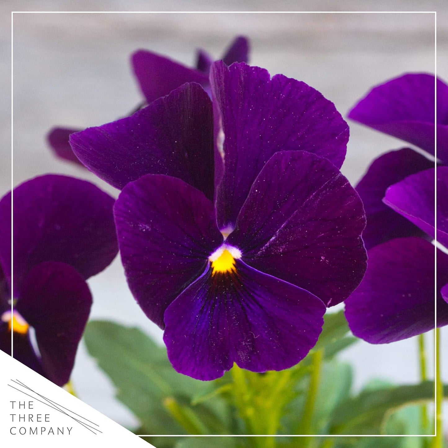 Live Healthy Flowering Pansies - Purple (4 Plants Per Pack), Beautiful Fall Color, 6" Tall by 4" Wide in 1 Pint Square Pot