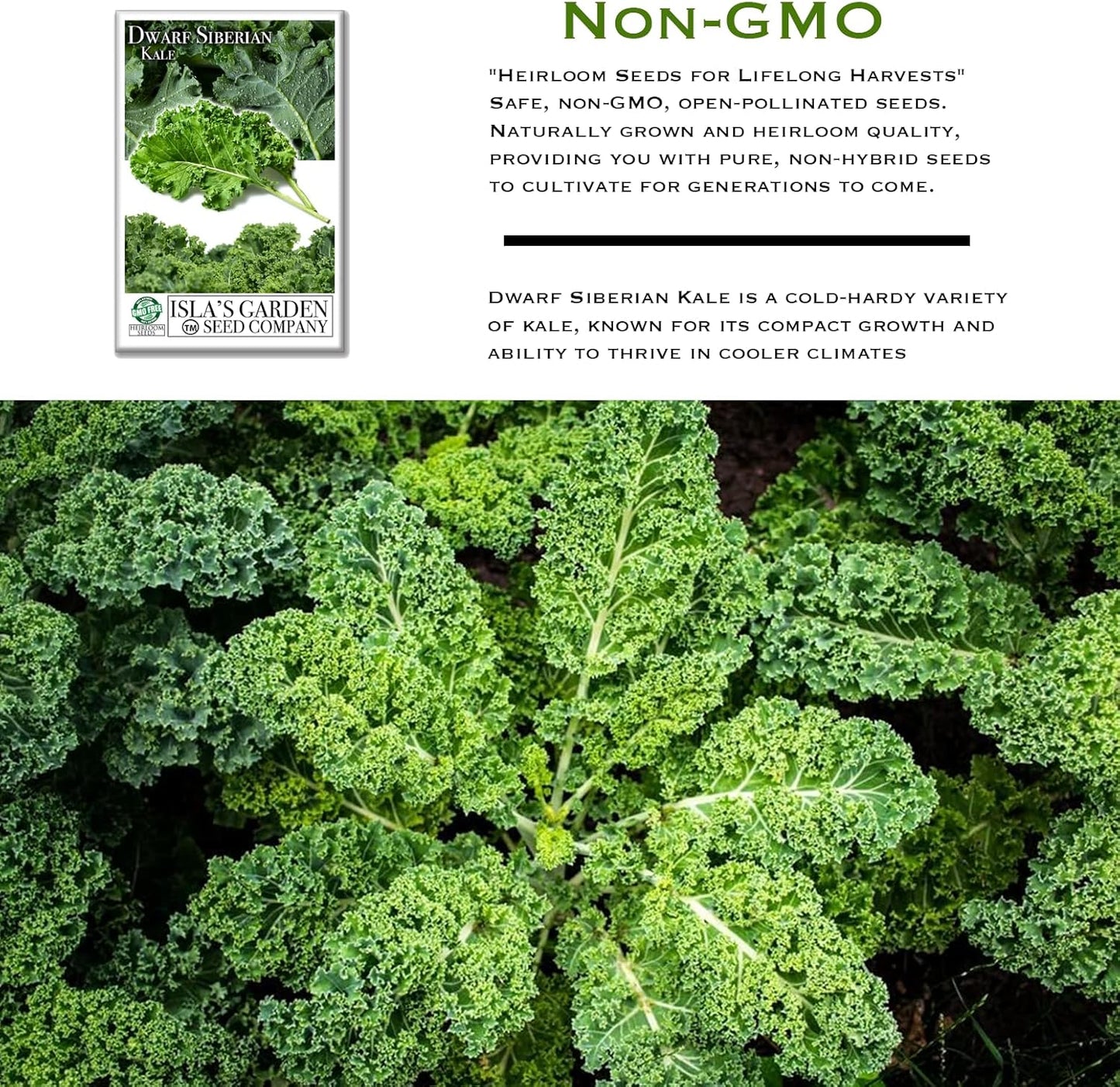 Dwarf Siberian Kale Seeds (Brassica oleracea) – 500+ Non-GMO & Heirloom Seeds for Planting, Cold-Hardy Leafy Green with Tender, Flavorful Leaves, by Isla’s Garden Seeds, Gift Idea