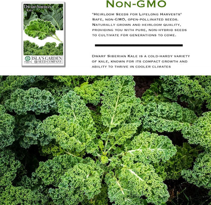 Dwarf Siberian Kale Seeds (Brassica oleracea) – 500+ Non-GMO & Heirloom Seeds for Planting, Cold-Hardy Leafy Green with Tender, Flavorful Leaves, by Isla’s Garden Seeds, Gift Idea