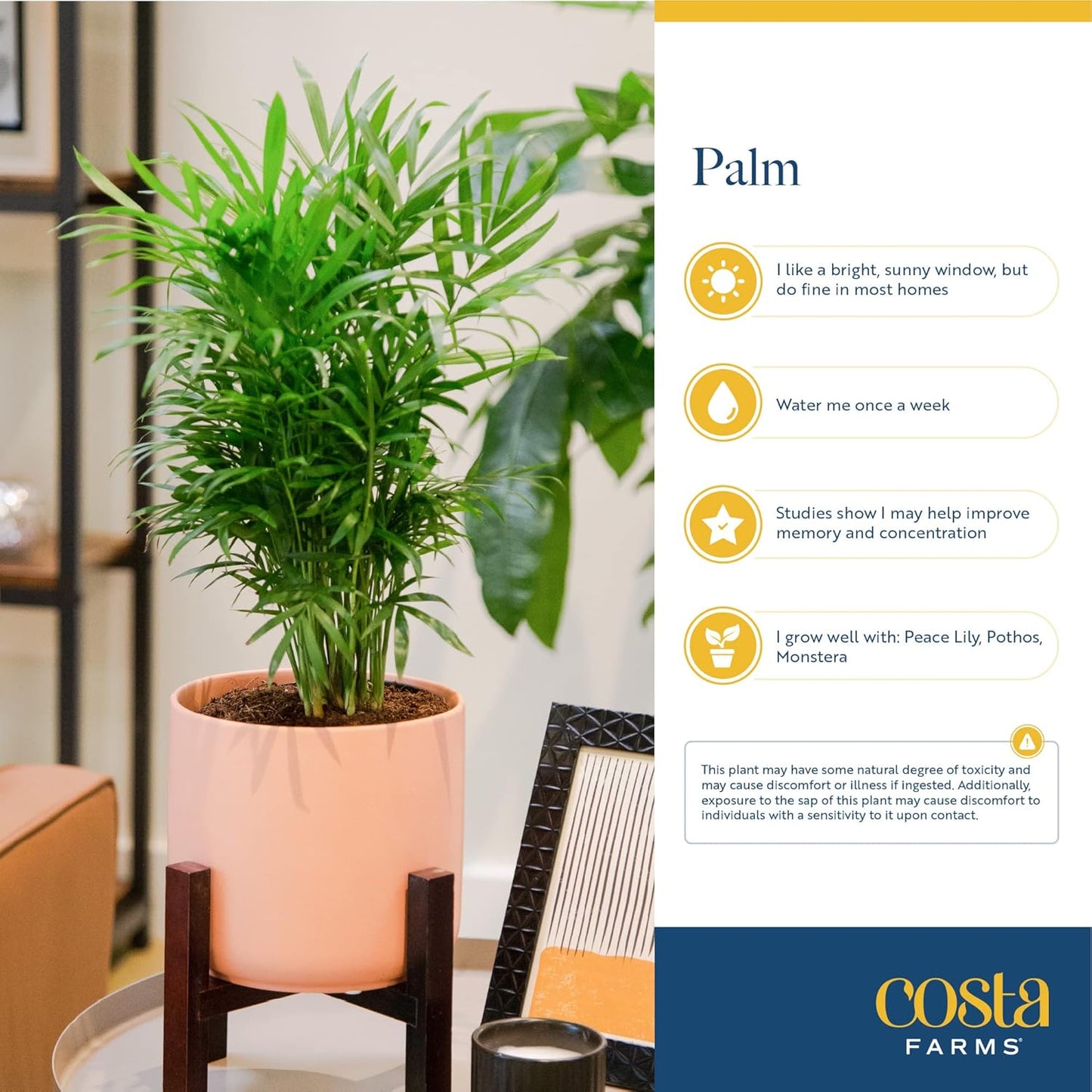Costa Farms Parlor Palm, Neanthebella Tropical Live Plant, Easy to Grow Palm Houseplant Potted in Décor Plant Pot, Unique Plant Lover Gift, Living Room Home and Office Décor, 1 Foot Tall