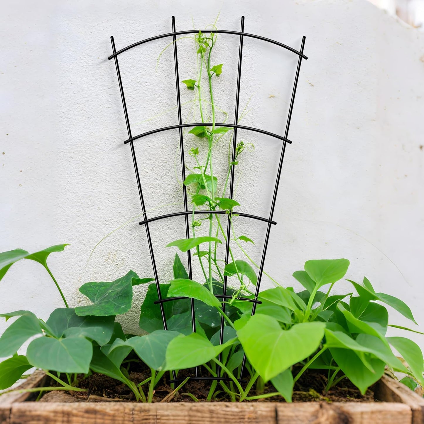 4 Pack 32'' Indoor Plant Trellis for Potted Plants Climbing Outdoor Metal Garden Trellis Houseplants Flowers Vine Ivy,Fan Shape, Black