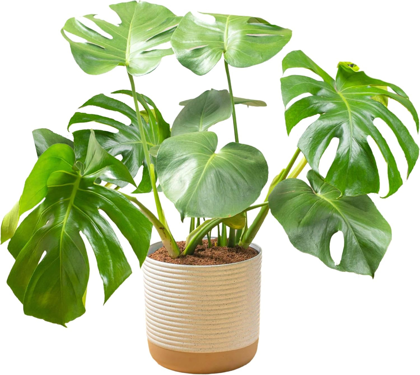 Costa Farms Monstera Swiss Cheese Plant, Live Indoor Plant, Easy to Grow Split Leaf Houseplant in Indoors Garden Plant Pot, Housewarming, Decoration for Home, Office, and Room Decor, 2-3 Feet Tall