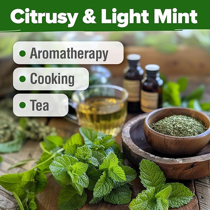 HOME GROWN 𝗨𝗦𝗔 𝗣𝗥𝗘𝗠𝗜𝗨𝗠 Lemon Balm Seed Pack - 403 Non-GMO USA Heirloom Herbal Tea Seeds - Bulk Lemon Balm Seeds for Planting Gardens Indoors or Outdoors - Herb Seeds (Melissa officinalis)