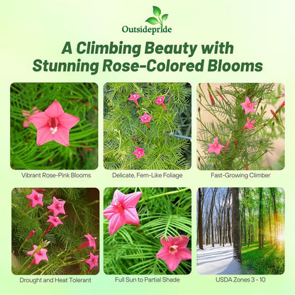 Outsidepride Rose Cypress Vine Seeds - 200 Pcs Annual Flower Seeds with Nectar-Rich, Star-Shaped Flowers & Feathery, Fern-Like Leaves for Fences, Trellises, Pergolas & Vertical Gardens