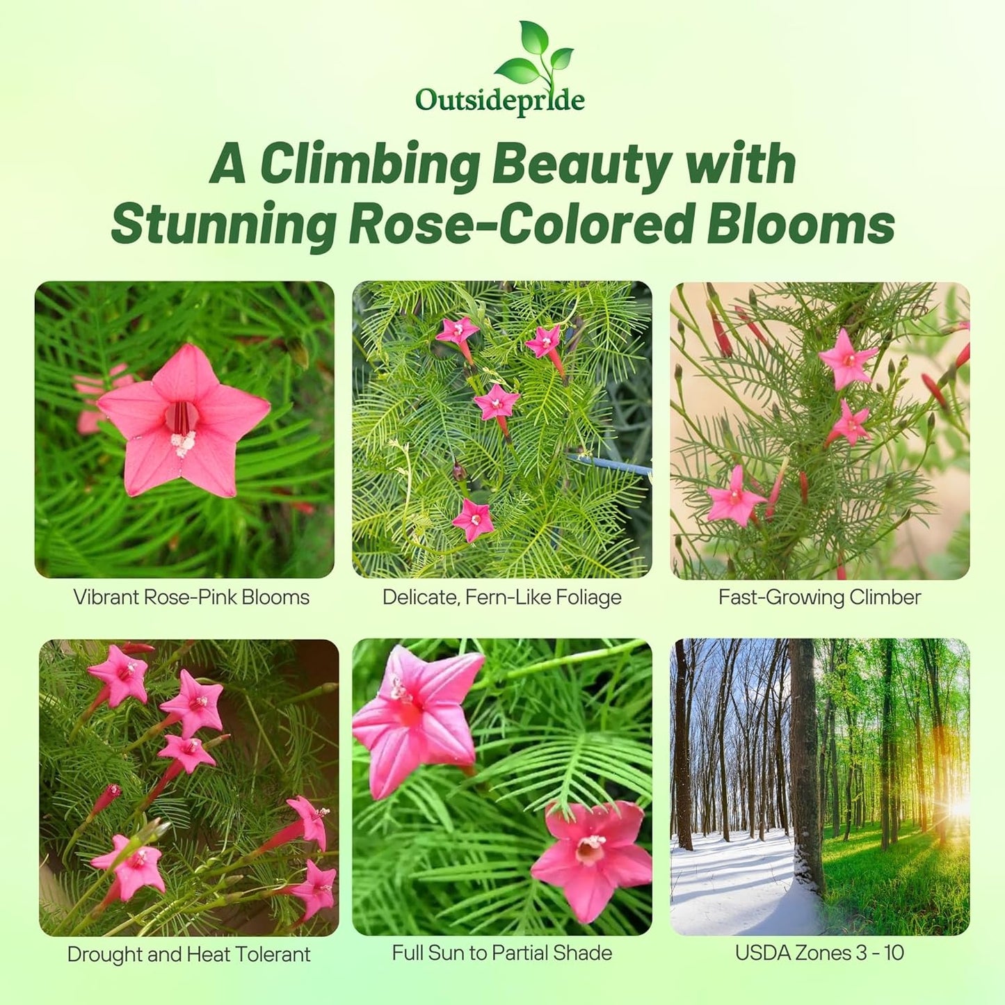 Outsidepride Rose Cypress Vine Seeds - 100 Pcs Annual Flower Seeds with Nectar-Rich, Star-Shaped Flowers & Feathery, Fern-Like Leaves for Fences, Trellises, Pergolas & Vertical Gardens