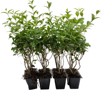12 Japanese Privet in 2.5" Nursery Cubes | Ligustrum japonicum | Evergreen Shrub for Hedges, Screens & Borders | Ready-to-Plant & Easy-to-Grow Outdoor Live Starter Plants