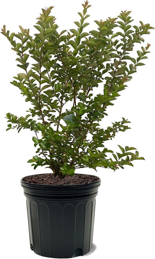 American Plant Exchange Sioux Crape Myrtle Tree Live, 7-Gallon Pot, 2-3ft Tall, Bright Pink Flowers, Drought-Tolerant, Large Outdoor Landscape Accent, Year-Round Beauty