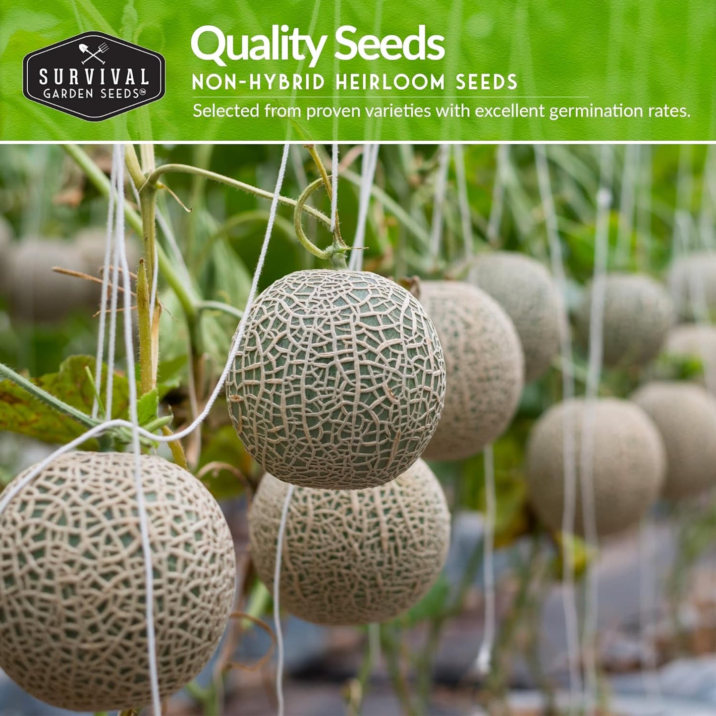 Melon Seeds Variety Pack – 6 Heirloom Cantaloupe, Honeydew & Watermelon Types for Planting – with Honey Rock, Hale’s Best, Tendersweet, Georgia Rattlesnake – Survival Garden Seeds