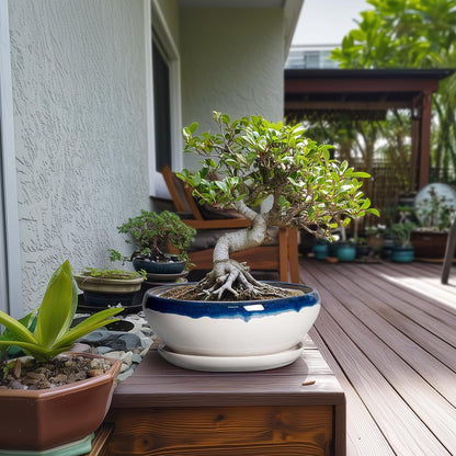 SQOWL Bonsai Pots - 10 Inch Ceramic Pots for Succulents Indoor Outdoor, Shallow Planter with Drainage Hole and Saucer, Round Succulent Planters Bowl, Kitchen Decor, Housewarming Gifts, Blue-Beige