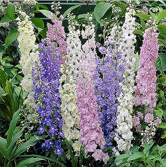 Larkspur Standard Seeds - Mixed Colors - 1800+ Seeds