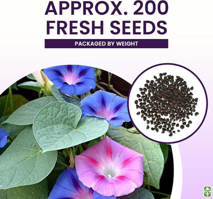 Mixed Morning Glory Seeds for Planting – 200 Fresh Seeds – Blue, Purple, White, and Rose Climbing Vine Flowers – Attracts Butterflies & Hummingbirds – Fast-Growing Vine – Grown in The USA