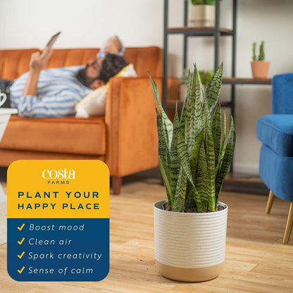 Costa Farms Live Snake Plant, Sansevieria, Easy Care House Plant in Modern Decor Pot, Houseplant in Potting Soil Mix, Succulent Plant Gift for Housewarming, Office and Home Decor, 2-3 Feet Tall