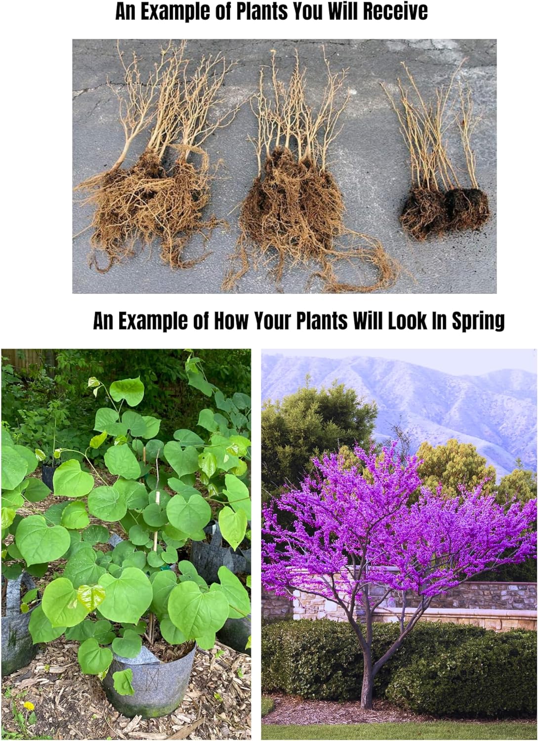 5 Dormant Eastern Redbud Trees Live Plants Seedlings Bare Roots, 6 to 13 Inc Tall Red Bud Trees Live Plants, American Redbud Tree, Cold Hardy