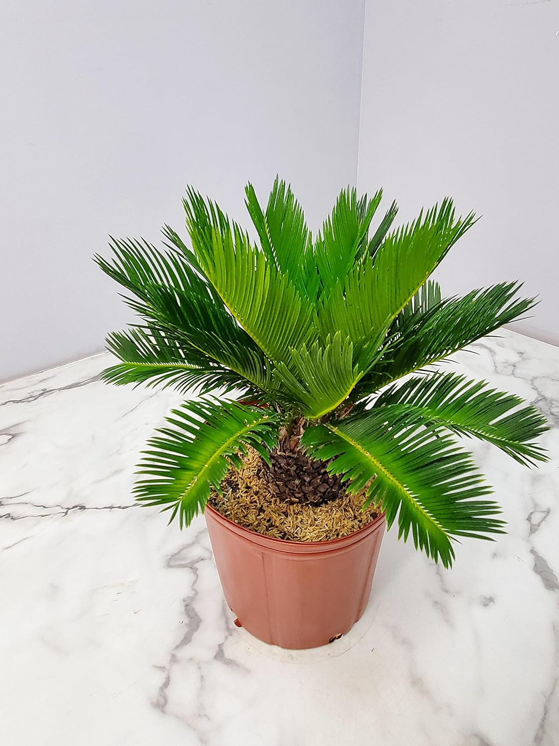 Sago Palm Tree - Cycas Revoluta - Overall Height 16" to 22" - Tropical Plants of Florida (Plant Only)