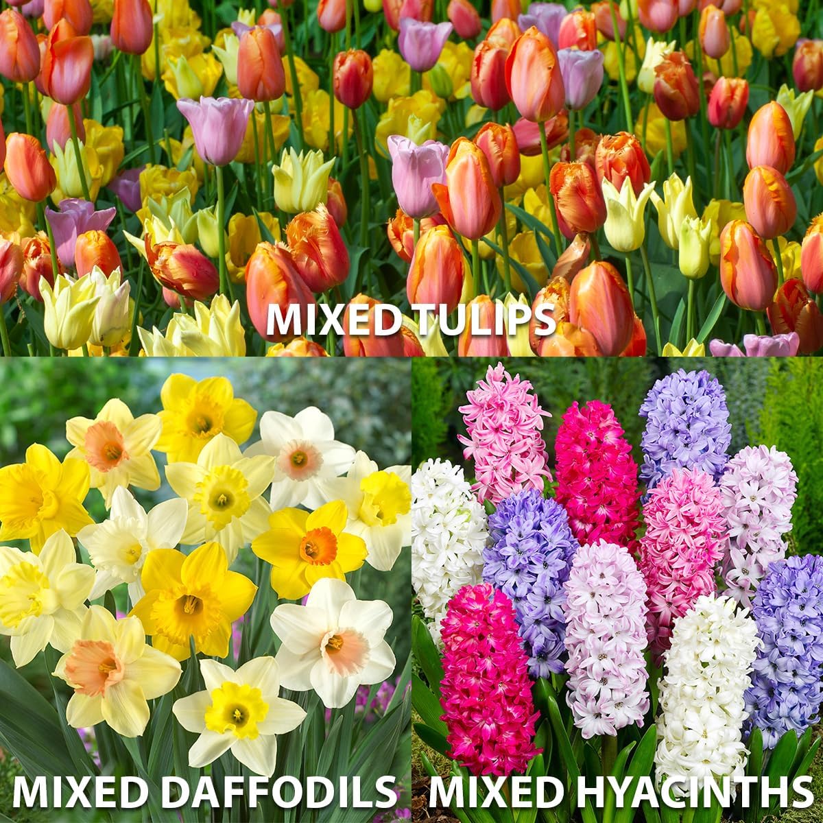 Complete Spring Flower Bulb Garden – Mixed Tulips, Daffodils & Hyacinths – 75 Bulk Bulbs for Colorful Spring Blooms – Easy Fall Planting - Plant in Gardens, Borders & Flowerbeds - Willard & May
