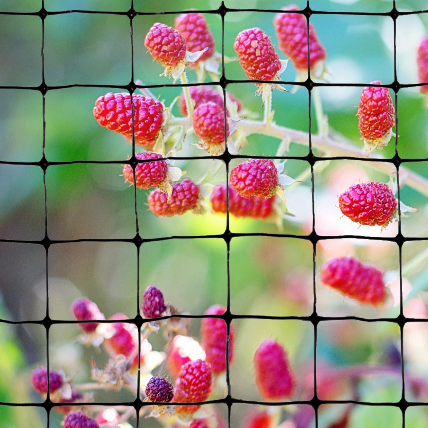 Bird-X Standard Bird Netting, Ideal for Gardens and Lightweight Applications, UV-Stabilized Mesh Netting with 3/4" Hole Opening, Easy to Install, 100' x 14'
