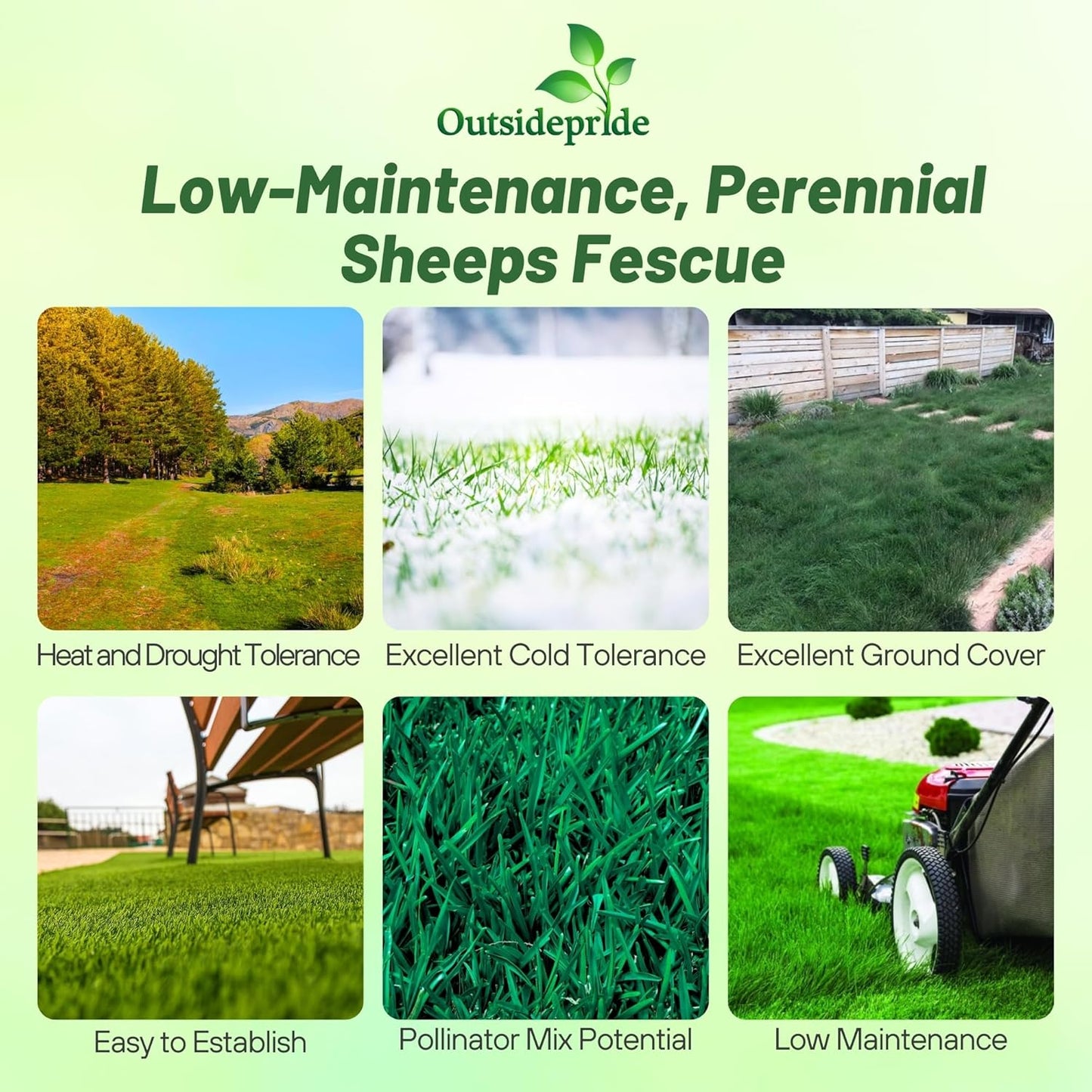Outsidepride Sheeps Fine Fescue Grass Seed - 10 Lbs. Perennial Heat & Drought Tolerant Dense Green, Traffic-Resistant Turf for Shaded Environments w/OptiGrowth Coating for Seed Enhancement
