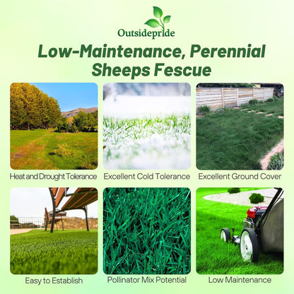 Outsidepride Sheeps Fine Fescue Grass Seed - 10 Lbs. Perennial Heat & Drought Tolerant Dense Green, Traffic-Resistant Turf for Shaded Environments w/OptiGrowth Coating for Seed Enhancement