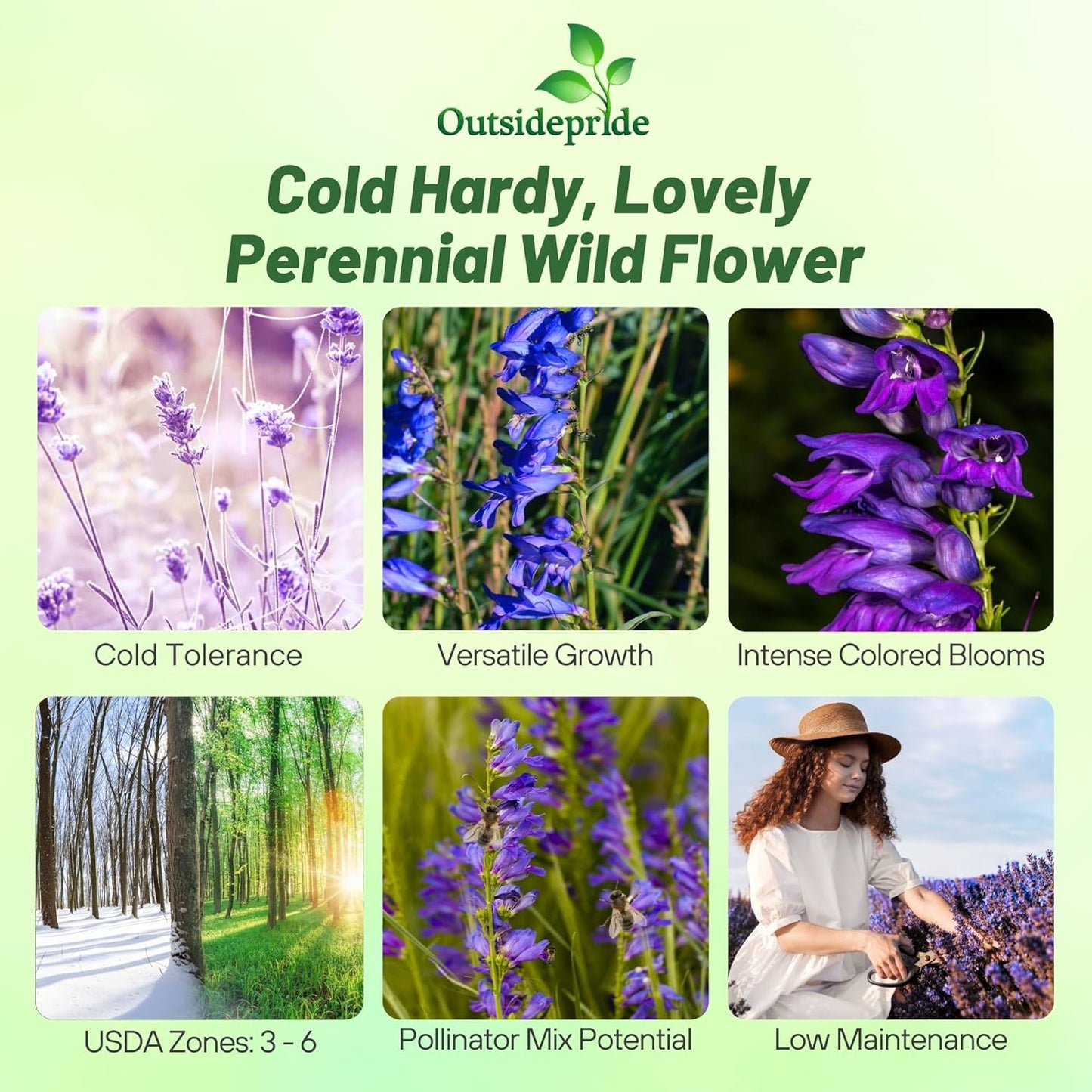 Outsidepride Penstemon Seeds - 1 Lb. Perennial, Drought-Tolerant & Pollinator Friendly, Strictus Rocky Mountain Wildflower Seeds for Planting with Vibrant Blue-Violet Blooms, Ideal for Xeriscaping