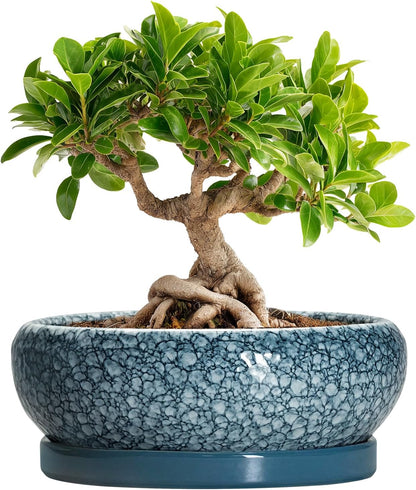 Ceramic Bonsai Pots - 8 Inch Succulent Planters Indoor Outdoor, Bonsai Planters with Drainage Hole and Saucer, Shallow Planter, Round Planter Bowl, Home Decor, Gifts for Plant Lovers, Blue