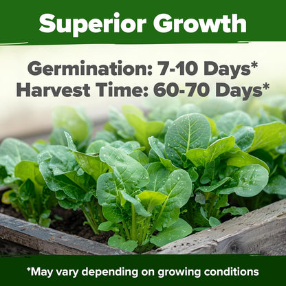 HOME GROWN Romaine Lettuce Seeds, Paris Island Bulk Pack, 7000+ Lettuce Seeds for Planting, High Germination Heirloom 𝗡𝗢𝗡-𝗚𝗠𝗢 𝗨𝗦𝗔 Vegetable Seeds,Works Indoor in Hydroponic Garden and Outdoor