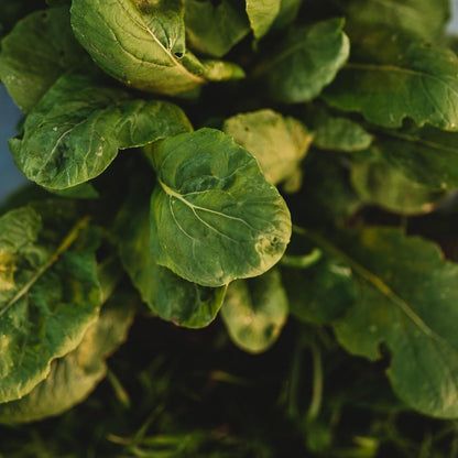Komatsuna Tendergreen Spinach Mustard - 500 Seeds - Heirloom Variety, Non-GMO Vegetable Seeds for Planting Outdoors in The Home Garden
