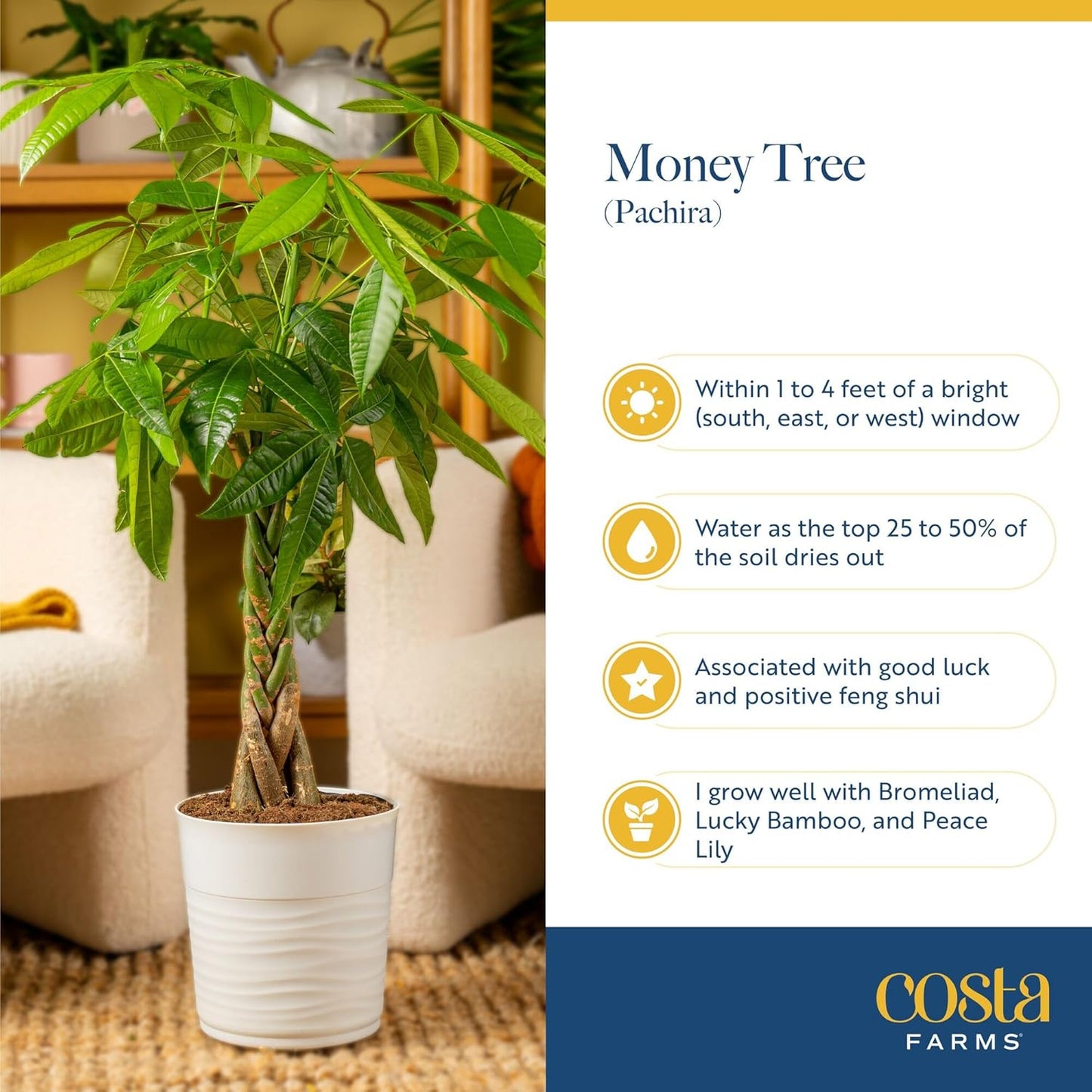 Costa Farms Money Tree Live Plants in Decorative Pot, Large Air Purifying Indoor Houseplant, Perfect for Home, Room, or Office Decor, Great House Warming or Birthday Gift, 3-4 Feet Tall, Pack of 2
