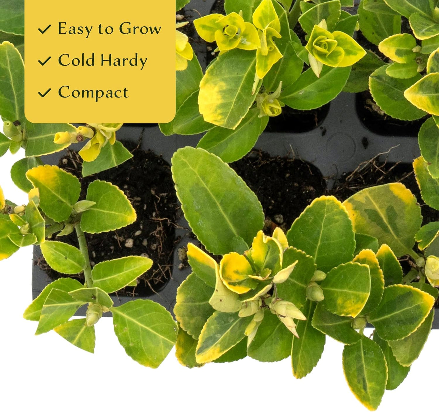 12 Golden Euonymus Shrubs | Live Plants in 2.5-inch Nursery Cubes | Japonica ‘Aureo-Marginatus’ Variety | Easy-Care Evergreen | Variegated Yellow-Green Foliage | Hedges & Shrubs for Home & Garden