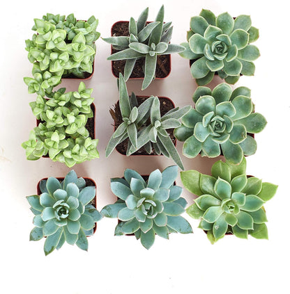 Shop Succulents Blue & Green Succulent Plant Pack Collection - Live Mini Succulent Plants, Low Maintenance, Mixture of Textures - Wedding and Party Favors, Gift & Garden, Pack of 9