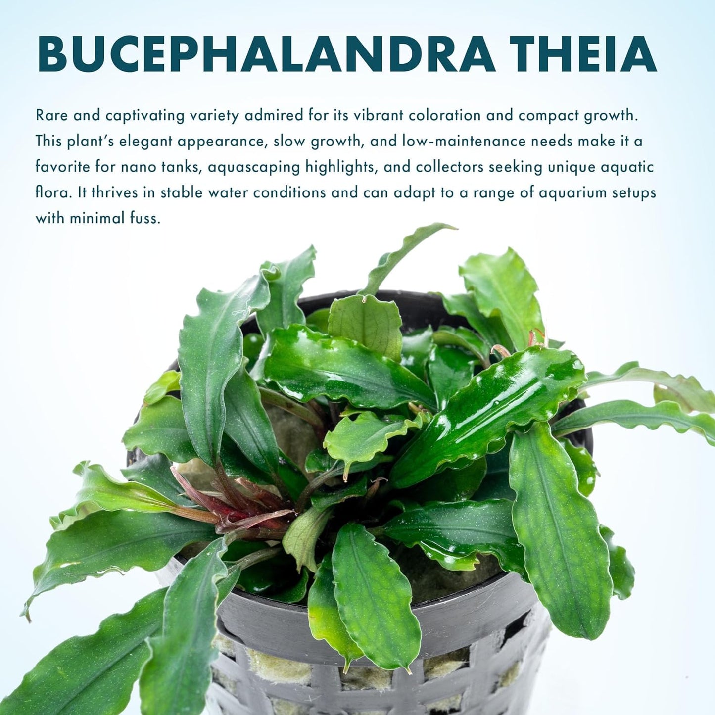 SubstrateSource Live Plants - Bucephalandra Theia - Low Light, Green, Red, Purple Accent for Foreground to Midground Freshwater Aquarium Aquascaping - Pot