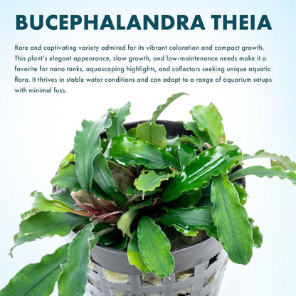 SubstrateSource Live Plants - Bucephalandra Theia - Low Light, Green, Red, Purple Accent for Foreground to Midground Freshwater Aquarium Aquascaping - Pot