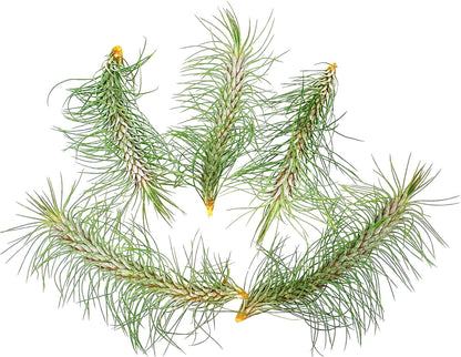 ragnaroc Air Plants - Colombian Tillandsia Funckiana, Large 5" - 5ct - Live Arrival Guaranteed - House Plants for Home Decor & Gift