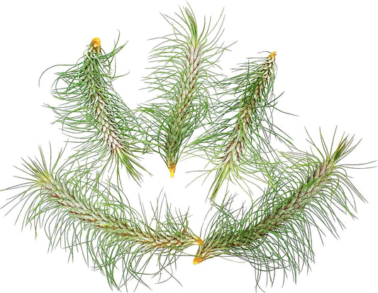ragnaroc Air Plants - Colombian Tillandsia Funckiana, Large 5" - 5ct - Live Arrival Guaranteed - House Plants for Home Decor & Gift