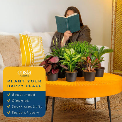 Costa Farms Live Indoor Plant Variety Pack in Plastic Pots, Easy to Maintain, Air Purifying Houseplants, Home, Room, or Office Decor, House Warming or Birthday Gift, 12-24 Inches Tall, Pack of 6