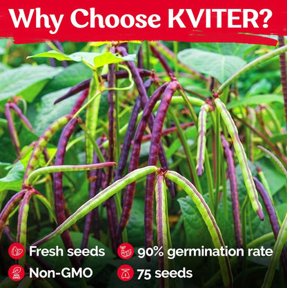 KVITER 75 Top Pick Pinkeye Cow Pea Seeds for Planting (Vigna Unguiculata) – Field Pea, Bush Purple Hull Peas, Heirloom & Organic | Peas & Beans – Vegetable Seeds for Outdoor Garden, Beds, Containers