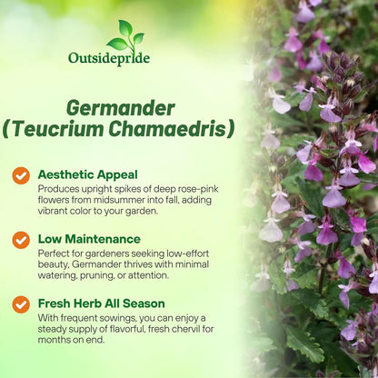 Outsidepride Germander Herb Seeds - 1000 Pcs Perennial, 18-Inch Tall, Violet Blooms, Evergreen Ornamental Hedge for Herb Gardens, Attracts Bees & Butterflies, Minimal Watering Needs